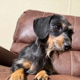 Amy - Dachshund