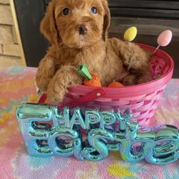 Bonny - Red female Cockapoo puppy in Connersville, Indiana from MoonShine Babies