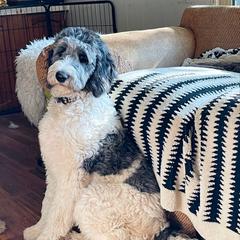 Charlotte - White Pyredoodle puppy in Sand Springs, Oklahoma from Kiki’s Farm