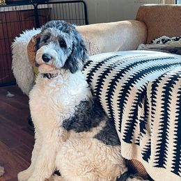 Charlotte - White Pyredoodle puppy in Sand Springs, Oklahoma from Kiki’s Farm