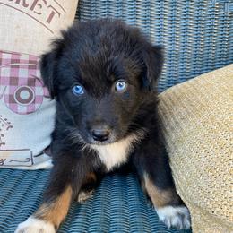 James Bond - Black tri-color male Australian Shepherd puppy in Mocksville, North Carolina from Ewes2farm