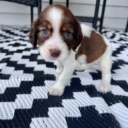 Grandma - Liver white and tan female English Springer Spaniel puppy in Swainsboro, Georgia from Sweet Georgia Springers