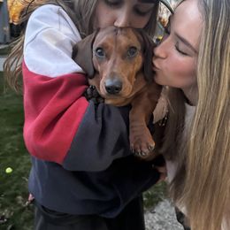 Dachshund Puppies from Foster’s Dachshunds