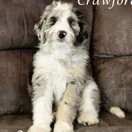 Crawford - Blue merle male Aussiedoodle puppy in Lancaster, Minnesota from Wilson Cattle Co.