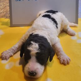 Poodle Puppies from P.I. STANDARD POODLES