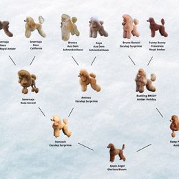 "Apple Angel's Family Tree" Poodle Puppies from Moyan Majestic Embrace