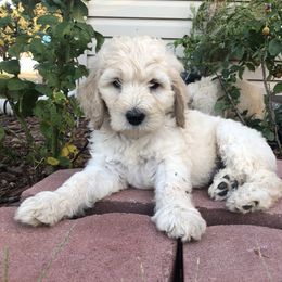 Goldendoodle Puppies from Beary GoldenDoodles
