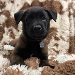 Boy 4 - male Belgian Malinois puppy in Midway, Georgia from C4MALINOIS