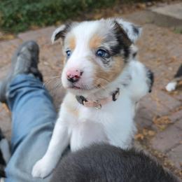 Flurry - Blue merle female Border Collie puppy in Menasha, Wisconsin from Little Rose Retrievers