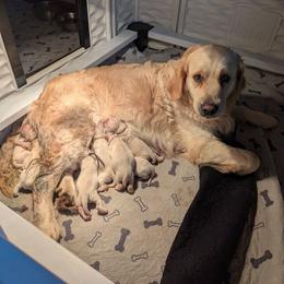 Male 3 - Light golden male Golden Retriever puppy in Rice Lake, Wisconsin from Knotty Acres