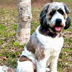 Finley - Saint Berdoodle
