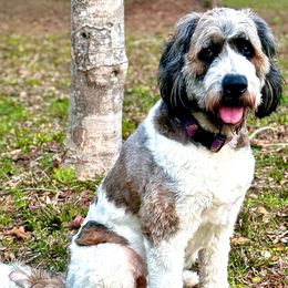 Finley - Saint Berdoodle