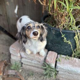 Icy - Dapple female Dachshund puppy in Ceres, California from Rockin' M’s LilBitty Dachshunds (LBD)