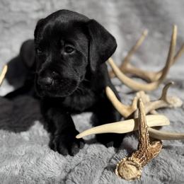 Banks - Black male Labrador Retriever puppy in Sweet Home, Oregon from Knotty Creek Labradors