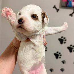 Girl 1 - Parti female Goldendoodle puppy in Bradenton, Florida from Christianna’s Mini Goldendoodles