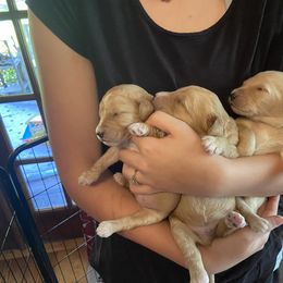 Goldendoodle and Yorkshire Terrier Puppies from Pups of the Lowcountry