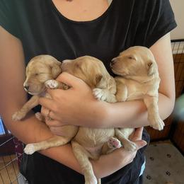 Goldendoodle and Yorkshire Terrier Puppies from Pups of the Lowcountry