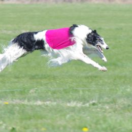 Borzois from Raywood