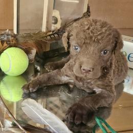 Green - Brown male Chesapeake Bay Retriever puppy in Merlin, Oregon from Creekside Chesapeakes