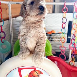 Goldendoodle Puppies from Lundee Doodles