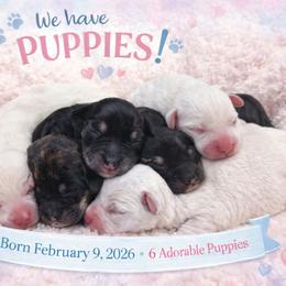 Black-silver Female - Black and silver female Miniature Schnauzer puppy in Houston, Texas from Haughton Farm