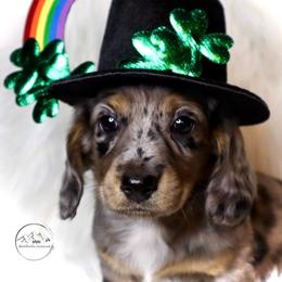 Dachshund Puppies from Bald Mountain Dachshunds