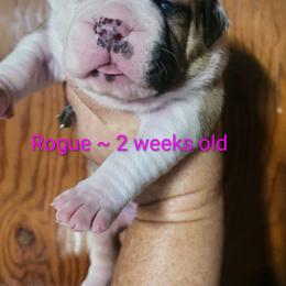 Female 2-Rogue - White and red female American Bulldog puppy in Xenia, Ohio from Bingham's Bulldogs LLC