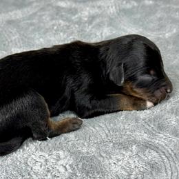BTM11 - Black tri-color male Aussiedoodle puppy in Prague, Oklahoma from Classic K9’s  Aussies & Doodles