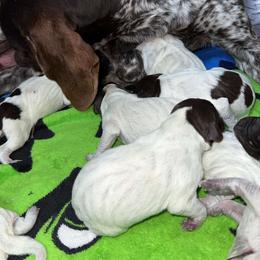 4 - Liver roan male German Shorthaired Pointer puppy in Greenwood, New York from Fur and Feather Kennels