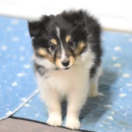 Twix - Black white and tan female Shetland Sheepdog puppy in Wolcott, Indiana from Southside Shelties