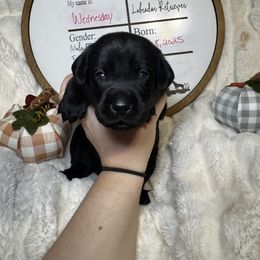Wednesday - Black female Labrador Retriever puppy in Troy, South Carolina from Wicked Flyer Retrievers