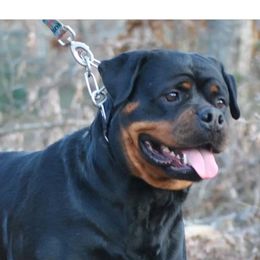Holly - Rottweiler