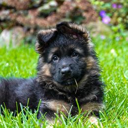 Red Collar - Black and red female German Shepherd puppy in Howell, Michigan from Sheyenne’s Shepherds