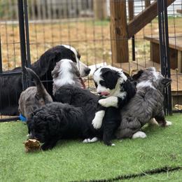 Bernedoodle puppies from Doting Doodles