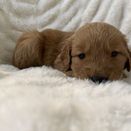 Girl 4 - Golden Retriever puppy from Washington Lakeside Goldens