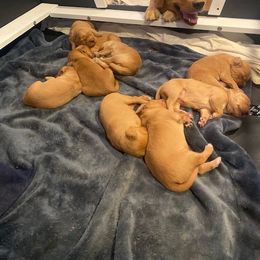 Golden Retriever Puppies from Golden Star Ranch