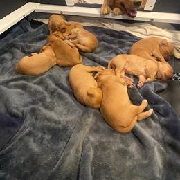 Golden Retriever Puppies from Golden Star Ranch