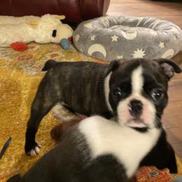 Vera - Seal brindle and white female Boston Terrier puppy in Chattanooga, Tennessee from Wagtime Boston Terriers