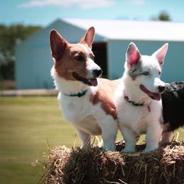 American Corgi and Pembroke Welsh Corgi Puppies from Beebe’s Corgis