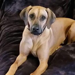 Rhodesian Ridgeback Puppies from Aziza Ridgebacks