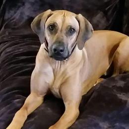 Rhodesian Ridgeback Puppies from Aziza Ridgebacks
