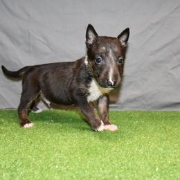 Male 1 - Black brindle and white male Miniature Bull Terrier puppy in Fontana, California from JLB Beagles & MBT