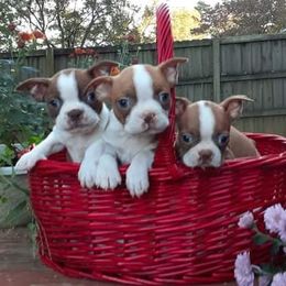 Boston Terriers from P3 Boston Terriers in NC