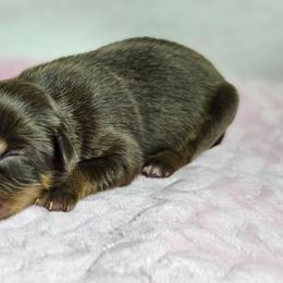 Martha - Red tri female Miniature Australian Shepherd puppy in Owensboro, Kentucky from JnT's Bluegrass Mini Aussies