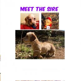Short hair blue collar - Cream female Dachshund puppy in Acton, California from DTR