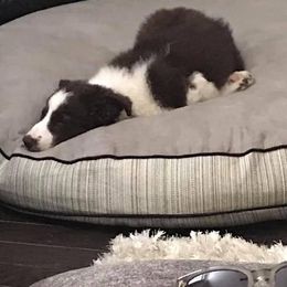 Border Collie Puppies from Willow Spring Border Collies