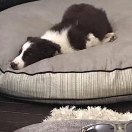 Border Collie Puppies from Willow Spring Border Collies