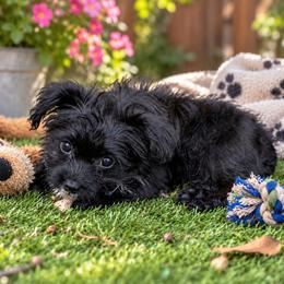 Gigi - Black female Yorkipoo puppy in Chattanooga, Tennessee from Joyfull Pals