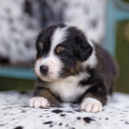 BTM 1 - Black tri-color male Australian Shepherd puppy in Elkton, Tennessee from Riverlook Australian Shepherds