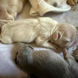 Cream with OFA Parents - Cream female French Bulldog puppy in Billings, Montana from Yellowstone Frenchies
